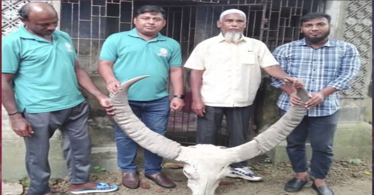 ১৮৫ বছরের সংরক্ষিত বনমহিষের শিং নওগাঁর পাহাড়পুর যাদুঘরে হস্তান্তর