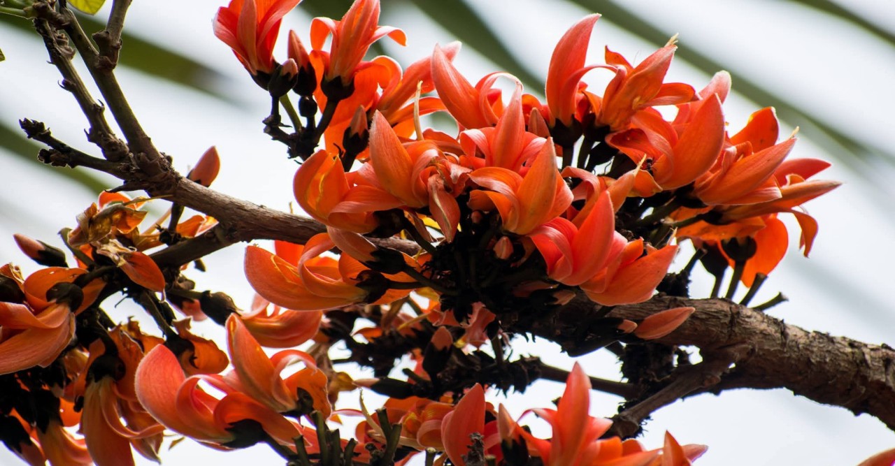 বগুড়ার আদমদীঘিতে মাঘের শেষে বসন্তের আবাহন প্রকৃতিতে বইছে নতুনের সুর