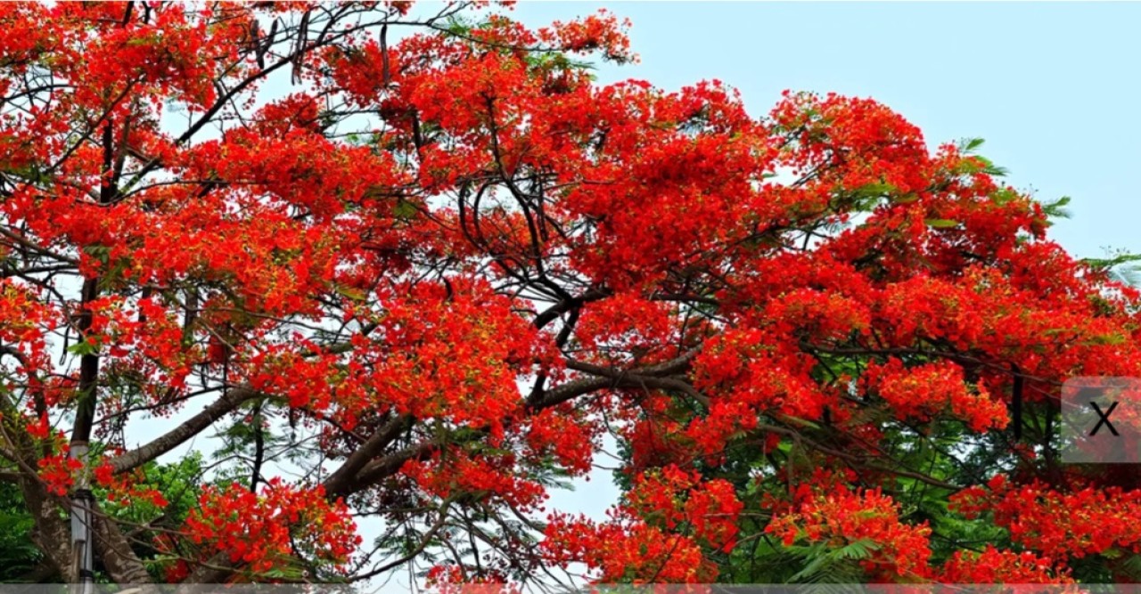 গাছভর্তি টুকটুকে লাল কৃষ্ণচূড়া ফুল