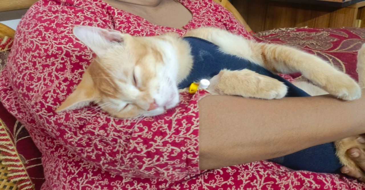 বুঁকি, সুঁচ এবং একটি পরিবারের অপূর্ণতার মধ্যে খুঁজে পাওয়া সম্পূর্ণতা - নন্দিনী লুইজা