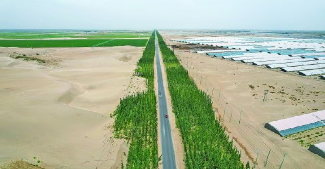 তাকলামাকান মরুভূমিতে সবুজ স্কার্ফ: সিনচিয়াংয়ে নতুন শিল্প-শৃঙ্খল