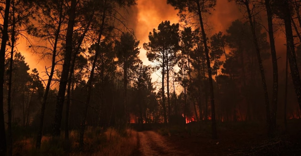 পুড়ে যায় জলপাই সারি