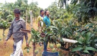 সুইডেন গেলো চাঁপাইনবাবগঞ্জের ‘হাঁড়িভাঙ্গা আম’