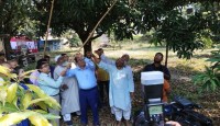 চুয়াডাঙ্গায় আম সংগ্রহ মৌসুম ২০২৪ এর উদ্বোধন