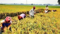 বগুড়ায় ধানের মৌ-মৌ গন্ধে কৃষকদের মুখে হাসি