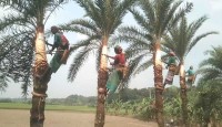চুয়াডাংগার জীবননগরে শীতের আগমনী বার্তা, খেজুর গাছ প্রস্তুতে ব্যস্ত গাছিরা