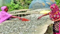 উত্তরের মৎস্য ভান্ডার নওগাঁর শুঁটকি পল্লীতে ব্যস্ততা