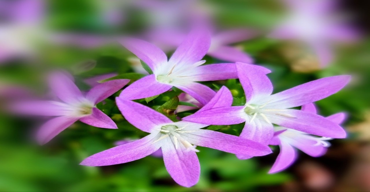 ﻿মা শব্দে  - জাকিয়া রহমান