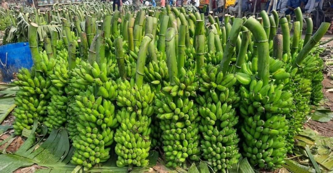 নওগাঁয় অন্যান্য ফসলের সাথে পাল্লা দিয়ে বাড়ছে কলা চাষ